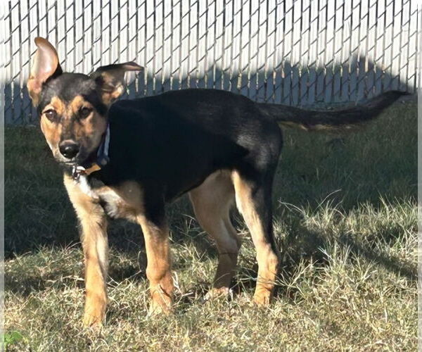 Medium Photo #8 Mutt Puppy For Sale in Rockaway, NJ, USA