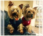 Small Photo #3 Yorkshire Terrier Puppy For Sale in NEWARK, DE, USA