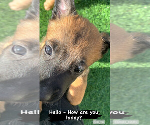 Belgian Malinois Puppy for sale in CHANDLER, AZ, USA