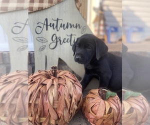 Labrador Retriever Puppy for sale in PETERSBURG, TN, USA