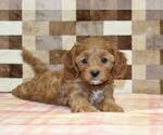 Small #1 Cavapoo (Miniature)