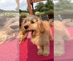 Small #2 Cavapoochon (Miniature)