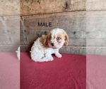 Small #2 Cavapoo (Miniature)
