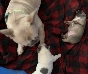 Father of the French Bulldog puppies born on 08/17/2022