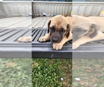 Small Photo #35 Mastiff Puppy For Sale in PARIS, IL, USA