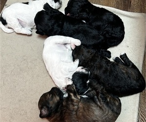 Wee-Poo Puppy for sale in ORCHARDS, WA, USA