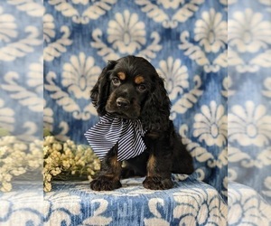 Cocker Spaniel Puppy for sale in LANCASTER, PA, USA