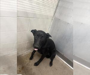 Labrador Retriever Dogs for adoption in San Bernardino, CA, USA