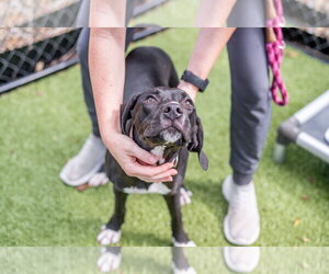 Katherine - Female Labrador Retriever-Unknown Mix Dog for Adoption - Photo #3