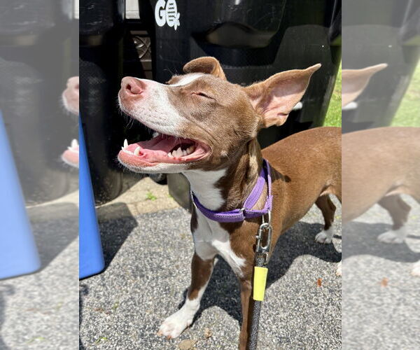 Medium Photo #29 American Pit Bull Terrier-Unknown Mix Puppy For Sale in Brewster, NY, USA