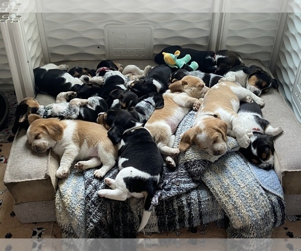 View Ad Beagle Litter of Puppies for Sale near Oregon, BROWNSVILLE