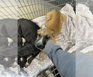 Mutt Dogs for adoption in Tallahassee, FL, USA