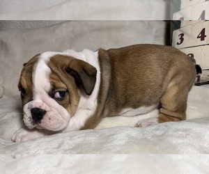 English Bulldog Puppy for sale in JOHNS ISLAND, SC, USA