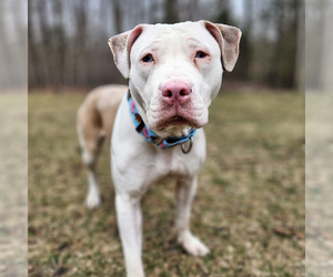 American Pit Bull Terrier Dogs for adoption in Westminster, MA, USA