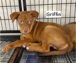 Small #5 Australian Shepherd Mix
