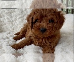 Puppy Abel Goldendoodle (Miniature)