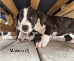 Small #2 Mutt