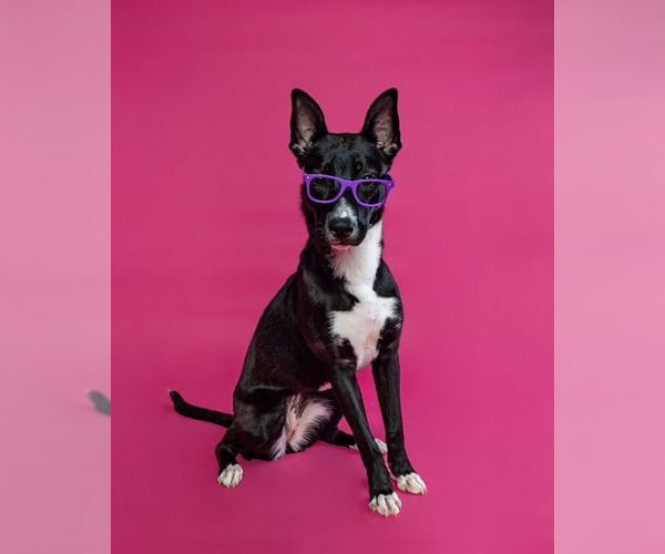 Medium Photo #12 American Pit Bull Terrier-Unknown Mix Puppy For Sale in Stevens Point, WI, USA