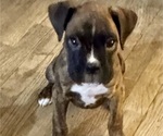 Puppy Mr Green Boxer