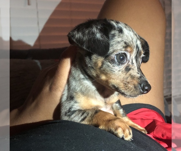 Medium Photo #1 Chiweenie Puppy For Sale in BLACKSBURG, VA, USA