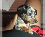 Small Photo #1 Chiweenie Puppy For Sale in BLACKSBURG, VA, USA