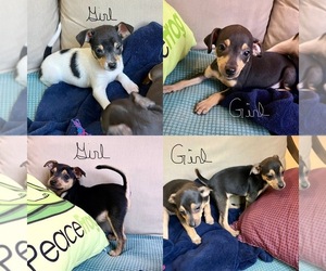 American Rat Pinscher Dog for Adoption in RICHMOND, Michigan USA