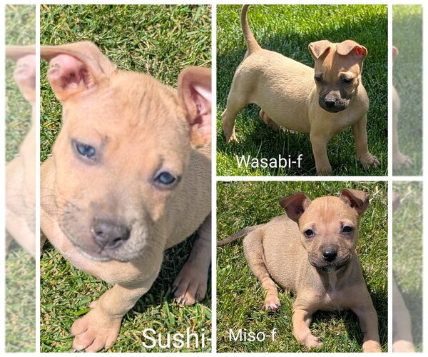 Medium Photo #3 Chihuahua-Rhodesian Ridgeback Mix Puppy For Sale in San Bernardino, CA, USA