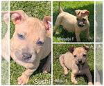 Small #2 Chihuahua-Rhodesian Ridgeback Mix