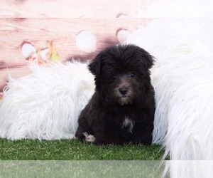 Yo-Chon Puppy for sale in MARIETTA, GA, USA