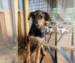 Milo Ralph - Male German Shepherd Dog-Unknown Mix Dog for Adoption - Small photo