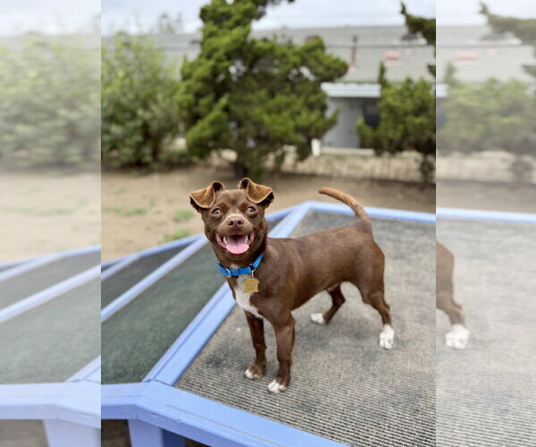 Medium Photo #3 Chihuahua-Unknown Mix Puppy For Sale in Seal Beach, CA, USA