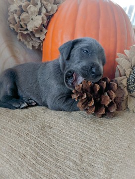 Medium Photo #1 Great Dane Puppy For Sale in AMMON, ID, USA