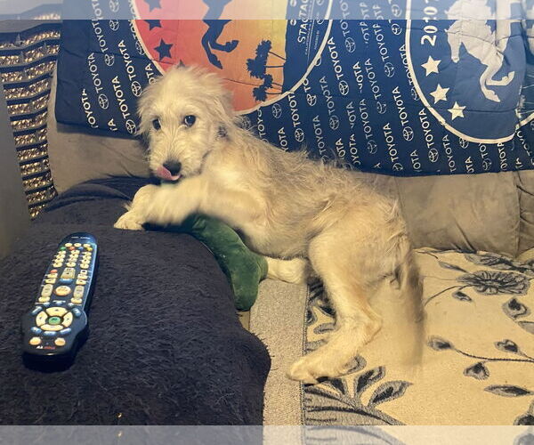 Medium Photo #3 Mutt Puppy For Sale in La Verne, CA, USA