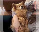 Small #1 Pomeranian Mix