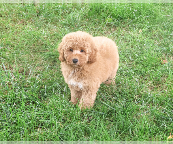 Medium Photo #7 Goldendoodle mix (+ Poodle Standard) Puppy For Sale in SYRACUSE, IN, USA