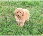 Benny - Male Goldendoodle mix (+ Poodle Standard) Puppy for Sale - Photo #7