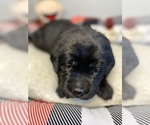 Small Photo #6 Labrador Retriever Puppy For Sale in MERRILL, MI, USA