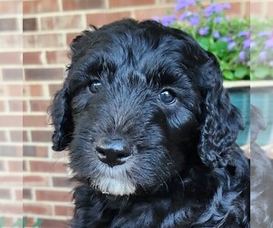 Aussiedoodle Puppy for sale in COLUMBIA, TN, USA