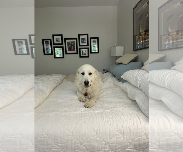 Medium Photo #7 Great Pyrenees Puppy For Sale in Spring, TX, USA