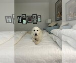 Small #6 Great Pyrenees