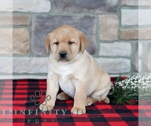 Labrador Retriever Puppy for sale in SELINSGROVE, PA, USA