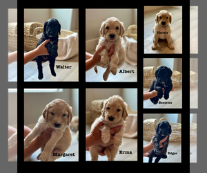 Goldendoodle Puppy for Sale in MARICOPA, Arizona USA