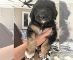 Small Photo #17 Aussiedoodle Puppy For Sale in LONGWOOD, FL, USA