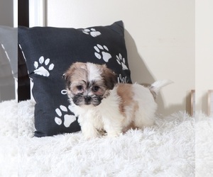 Zuchon Puppy for sale in MOUNT VERNON, OH, USA