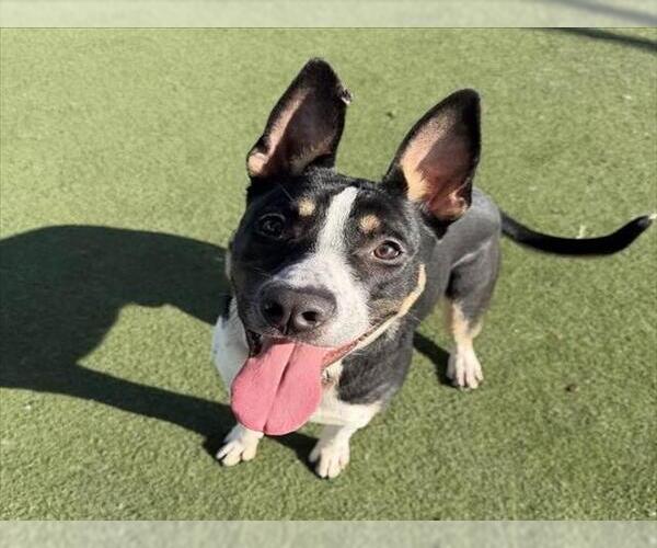 Medium Photo #1 Mutt Puppy For Sale in Martinez, CA, USA