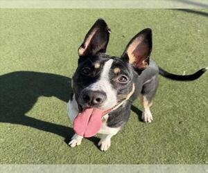 Mutt Dogs for adoption in Martinez, CA, USA