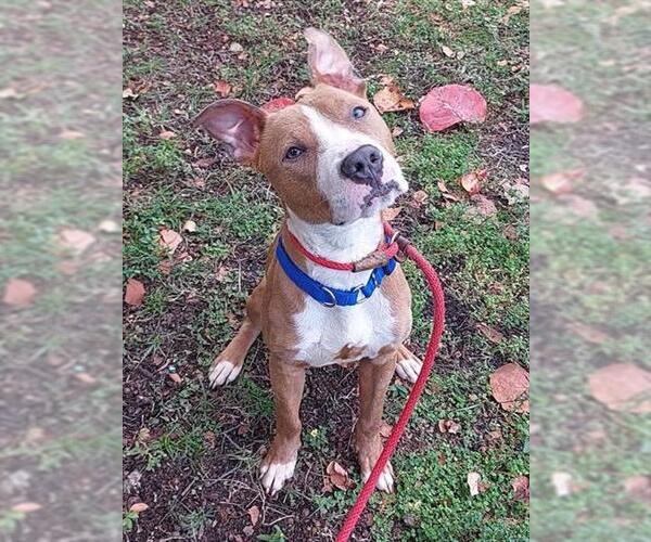 Medium Photo #1 American Staffordshire Terrier Puppy For Sale in Fort Lauderdale, FL, USA