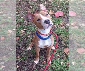 American Staffordshire Terrier Dogs for adoption in Fort Lauderdale, FL, USA