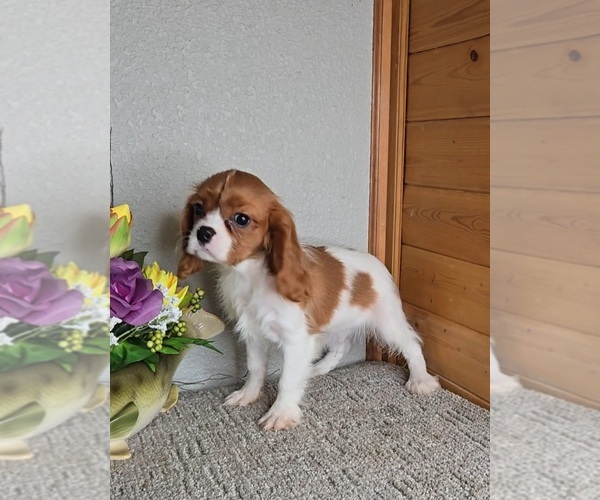 Medium Photo #4 Cavalier King Charles Spaniel Puppy For Sale in JASONVILLE, IN, USA
