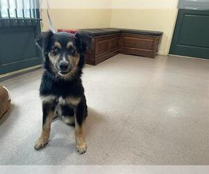 Australian Shepherd Dogs for adoption in Pasadena, CA, USA